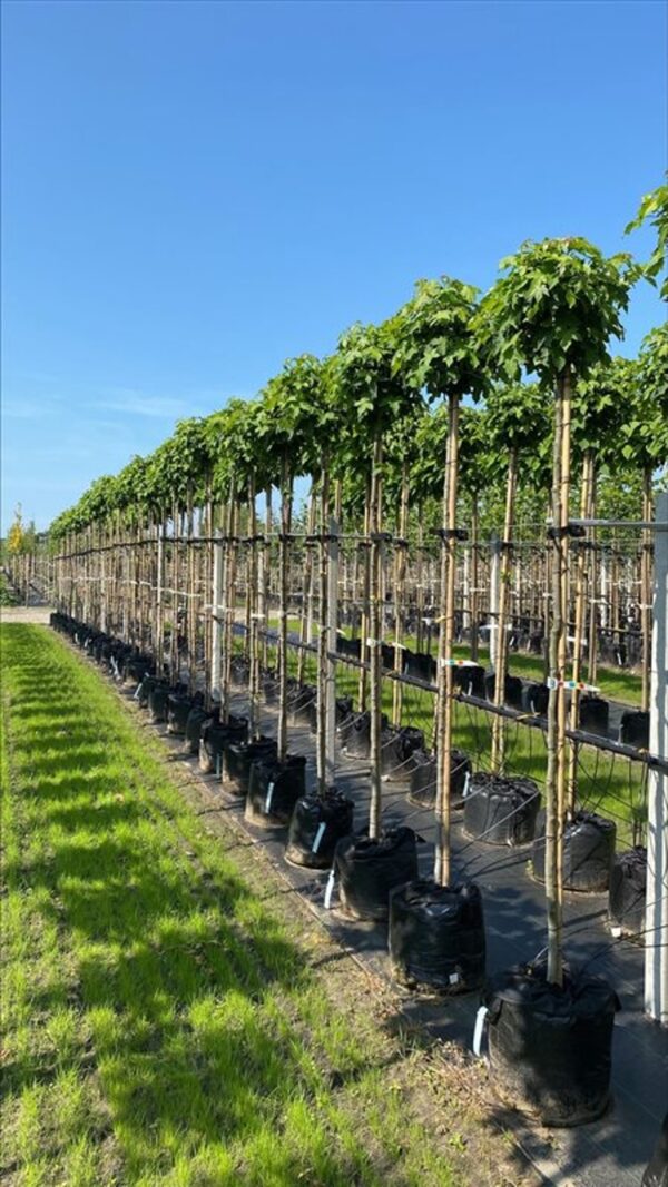 Liquidambar styr. ‘Gum Ball’