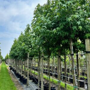 Liquidambar styraciflua