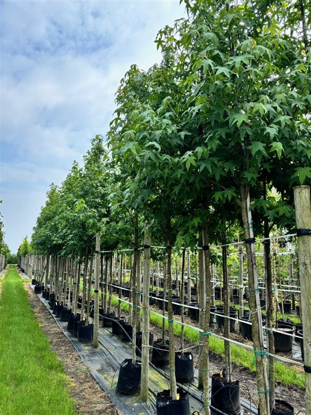 Liquidambar styraciflua