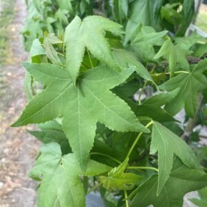 Liquidambar styraciflua
