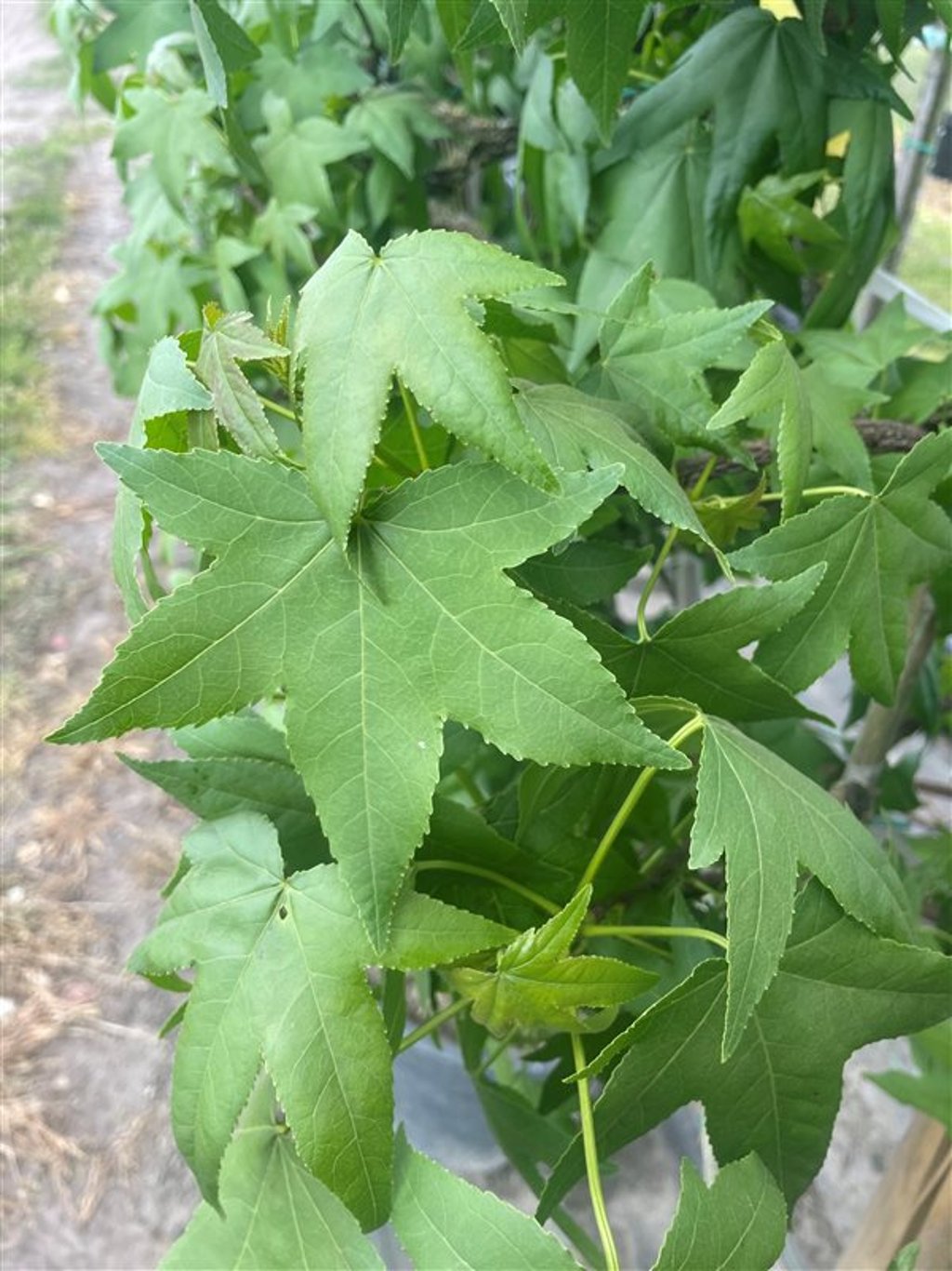 Liquidambar styraciflua