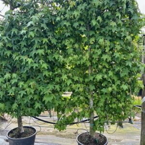 Liquidambar styraciflua