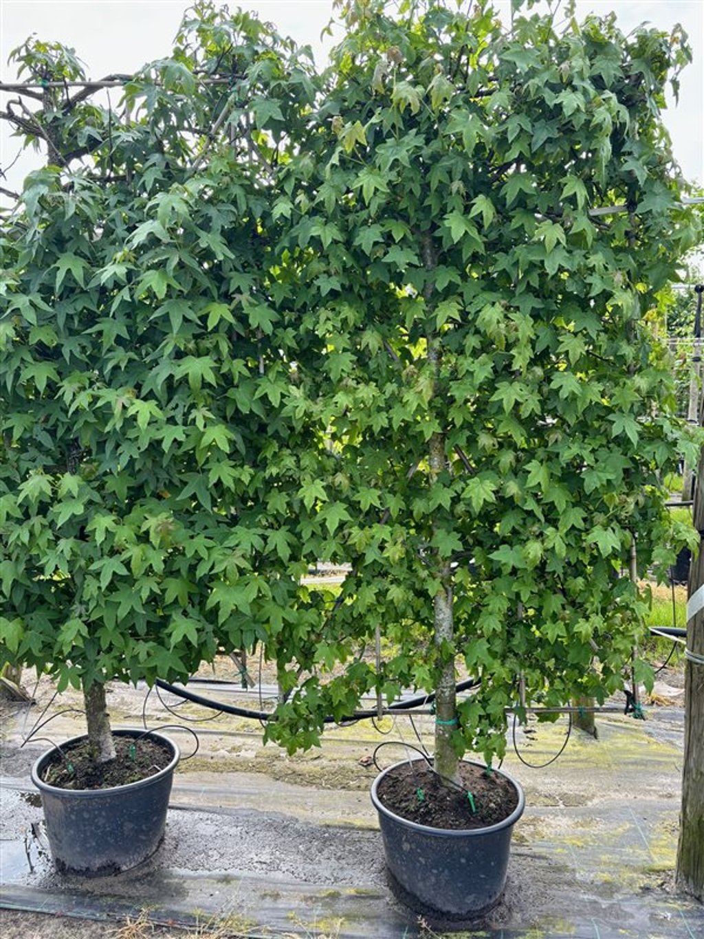 Liquidambar styraciflua