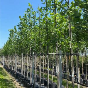 Liriodendron tulipifera