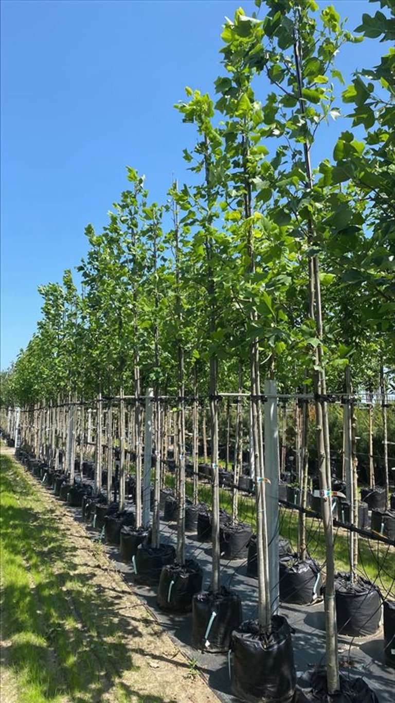 Liriodendron tulipifera