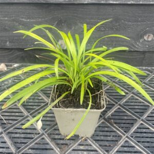 Liriope muscari ‘Moneymaker’