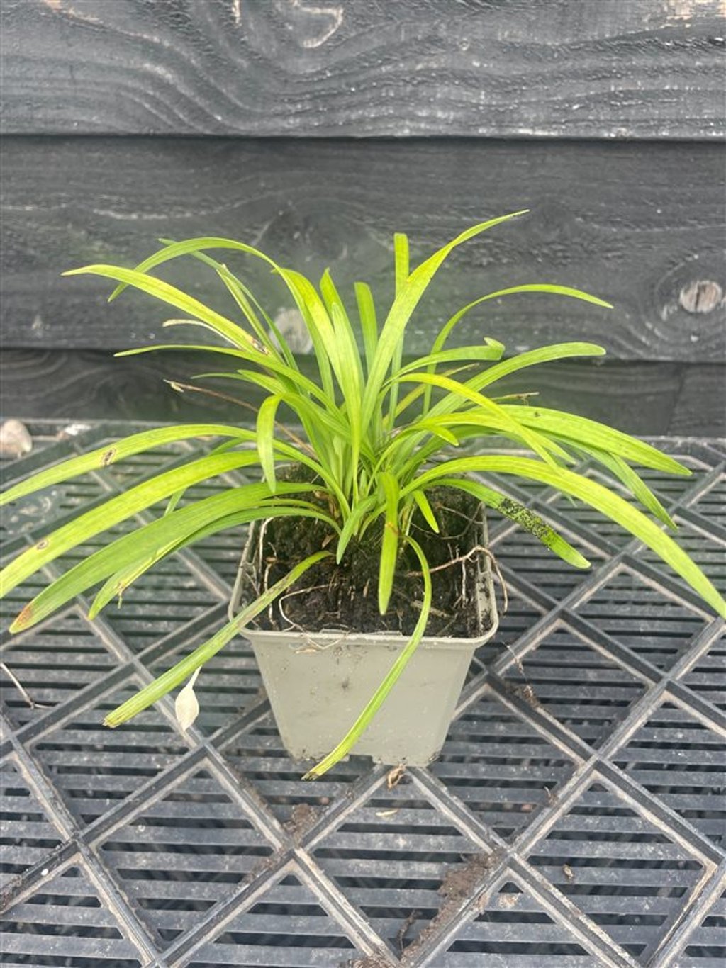 Liriope muscari ‘Moneymaker’