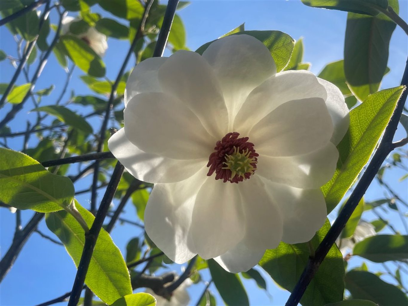 Magnolia sieboldii