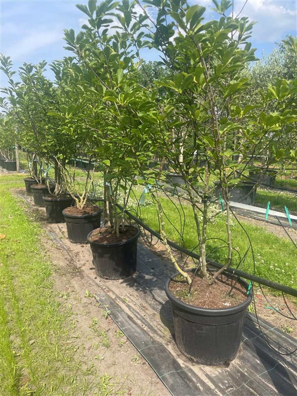 Magnolia soulangeana