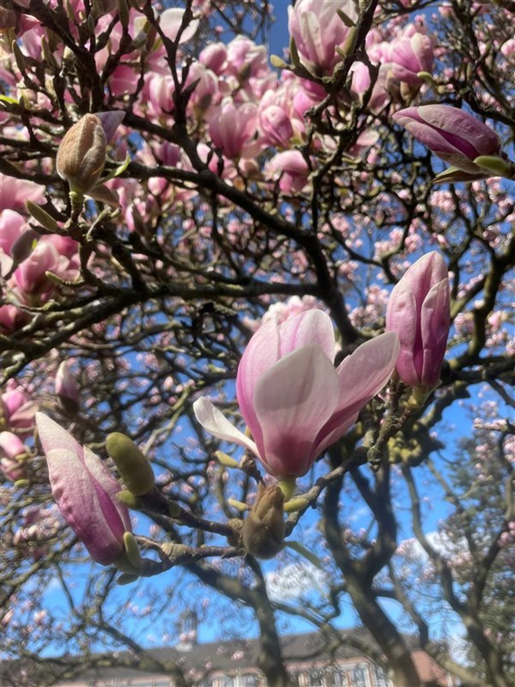 Magnolia soulangeana