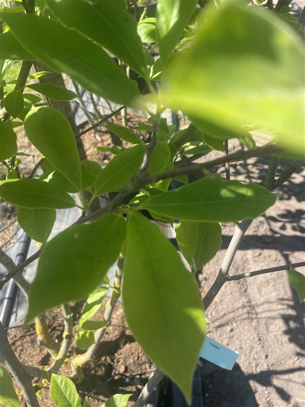 Magnolia soulangeana