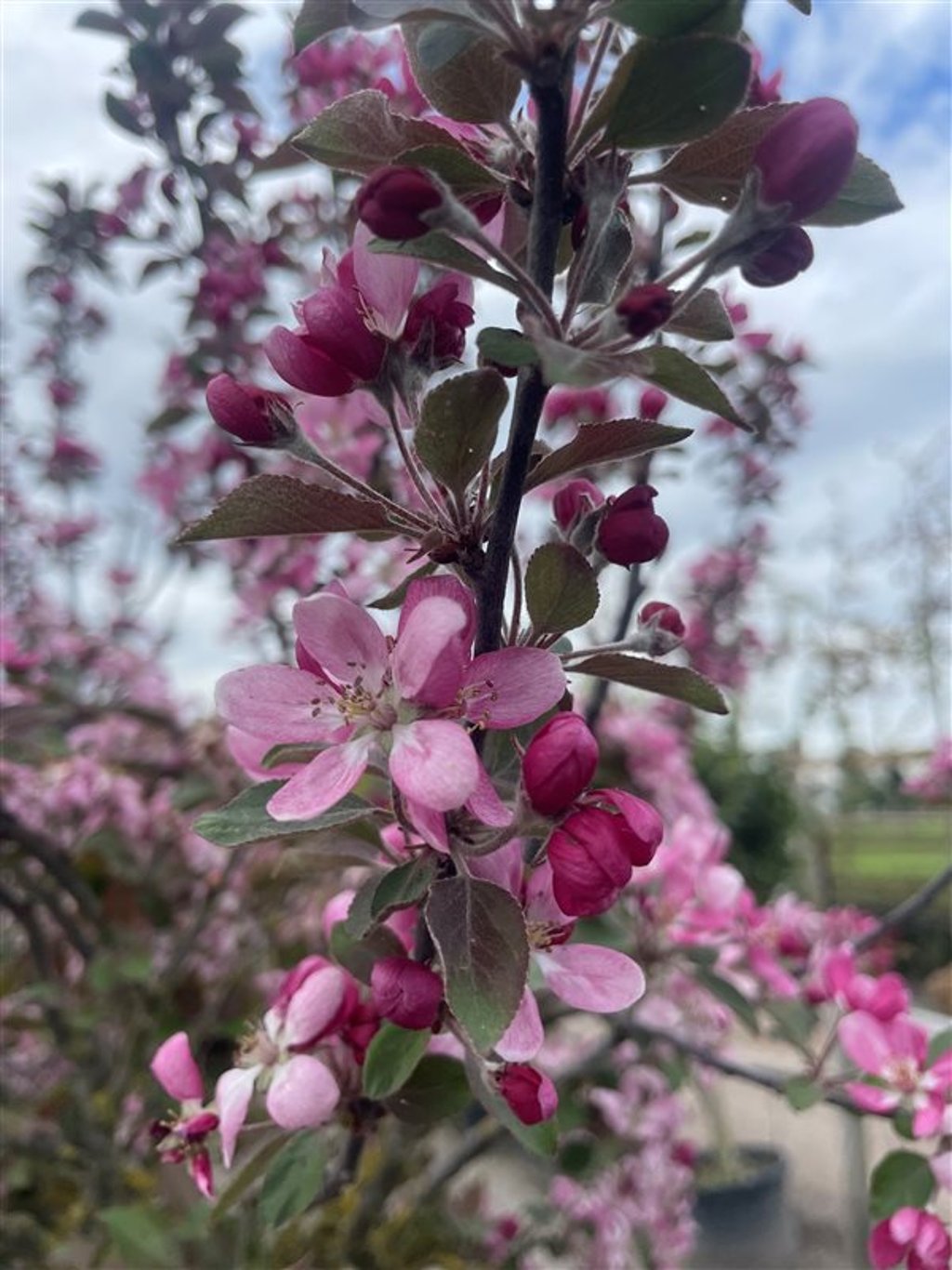 Malus ‘Neville Copeman’