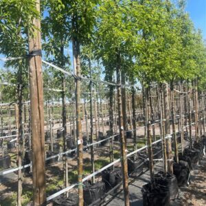 Malus ‘Red Obelisk’