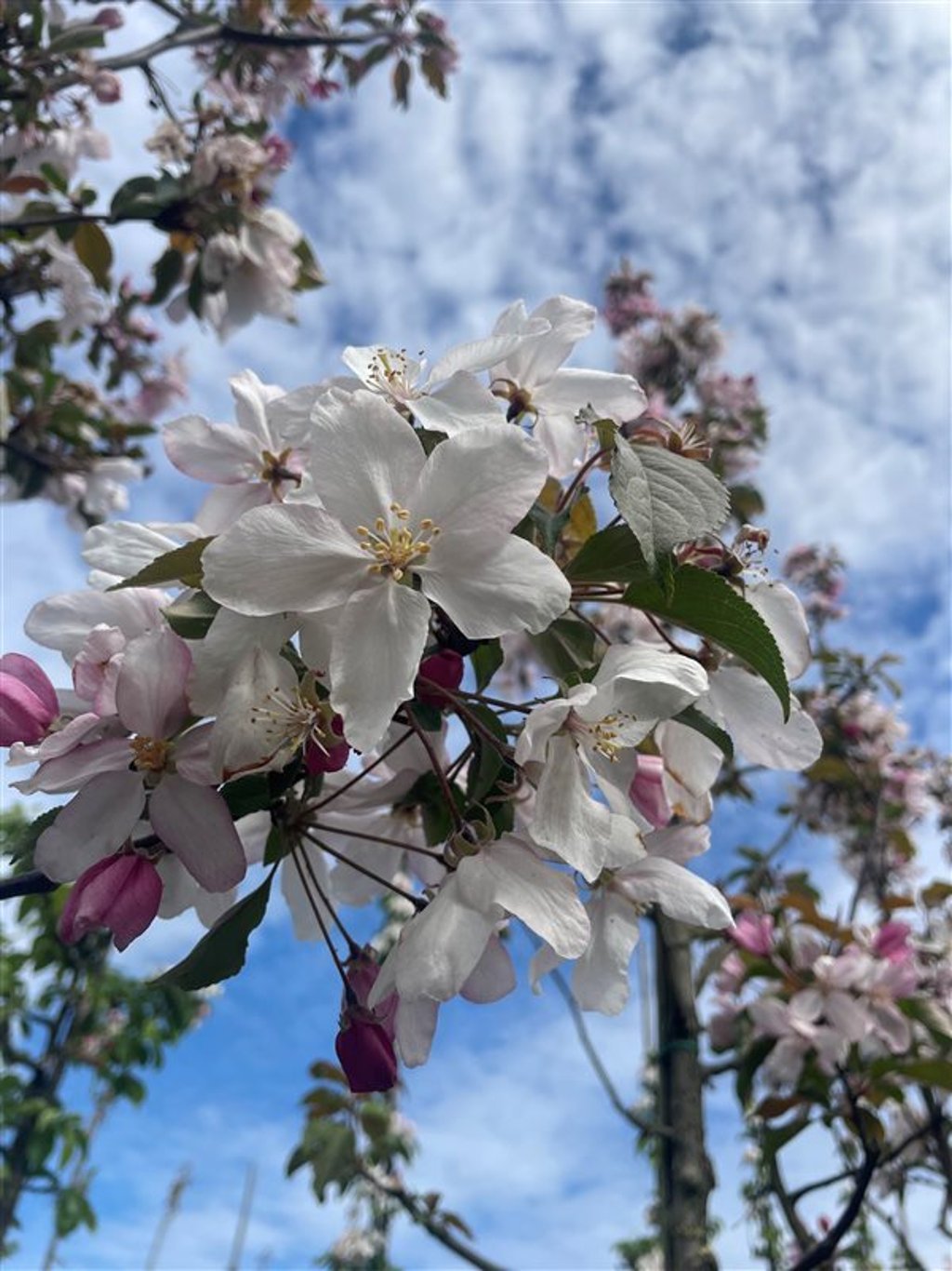 Malus ‘Red Obelisk’