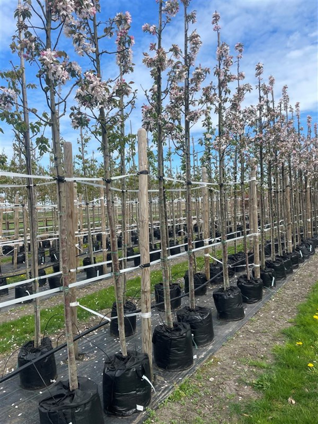 Malus ‘Red Obelisk’