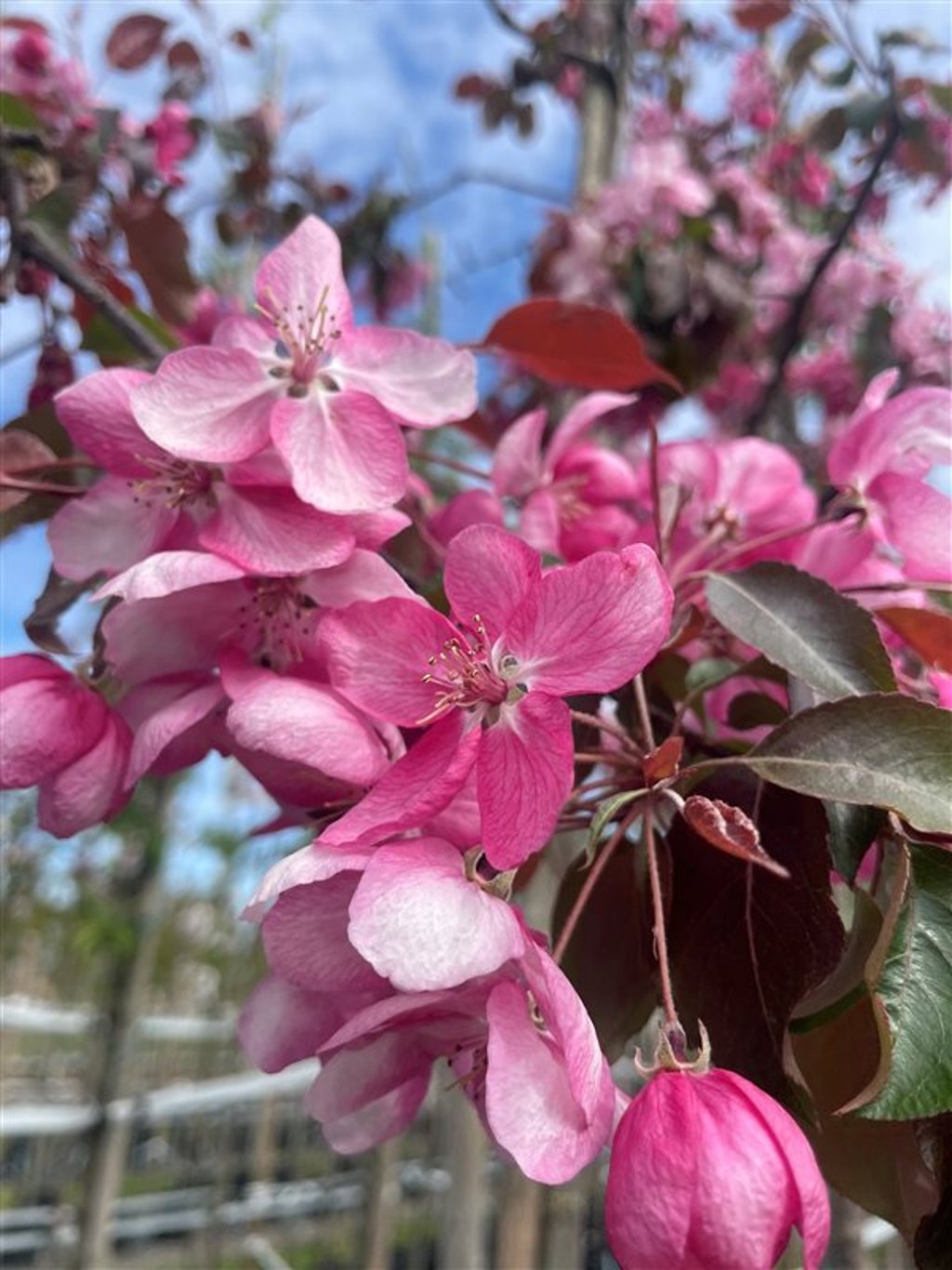 Malus ‘Rudolph’