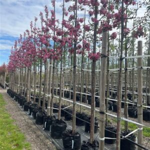 Malus ‘Rudolph’