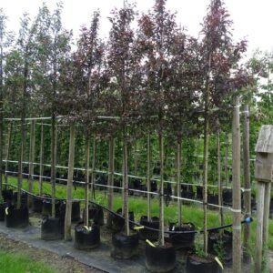 Malus ‘Veitch’s Scarlet’