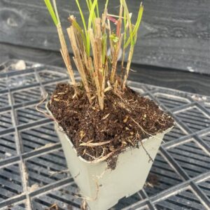 Miscanthus sinensis