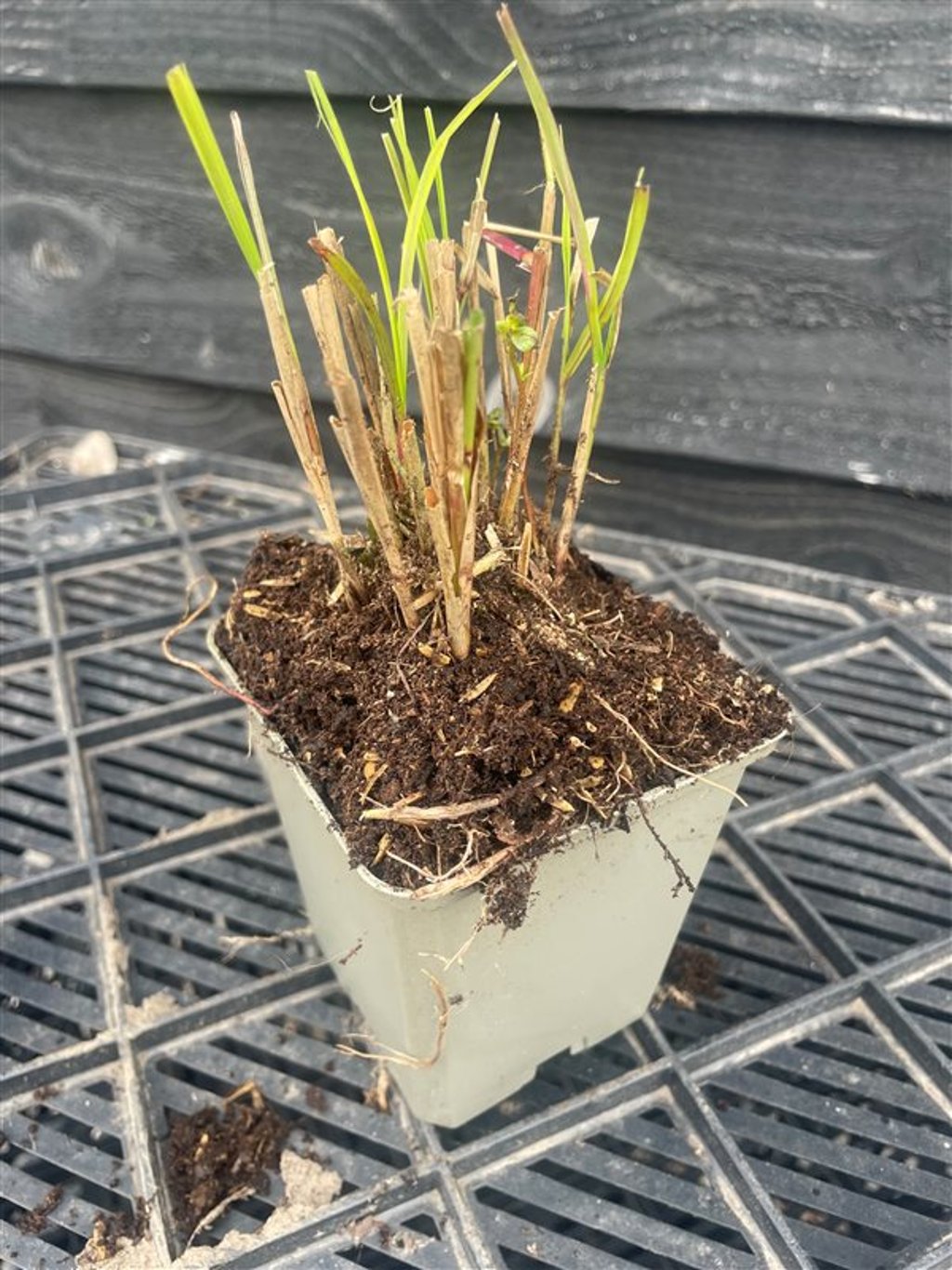 Miscanthus sinensis