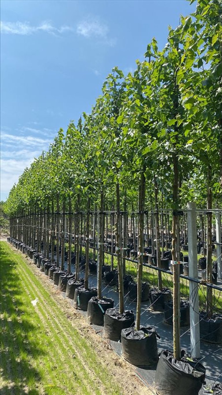 Morus alba