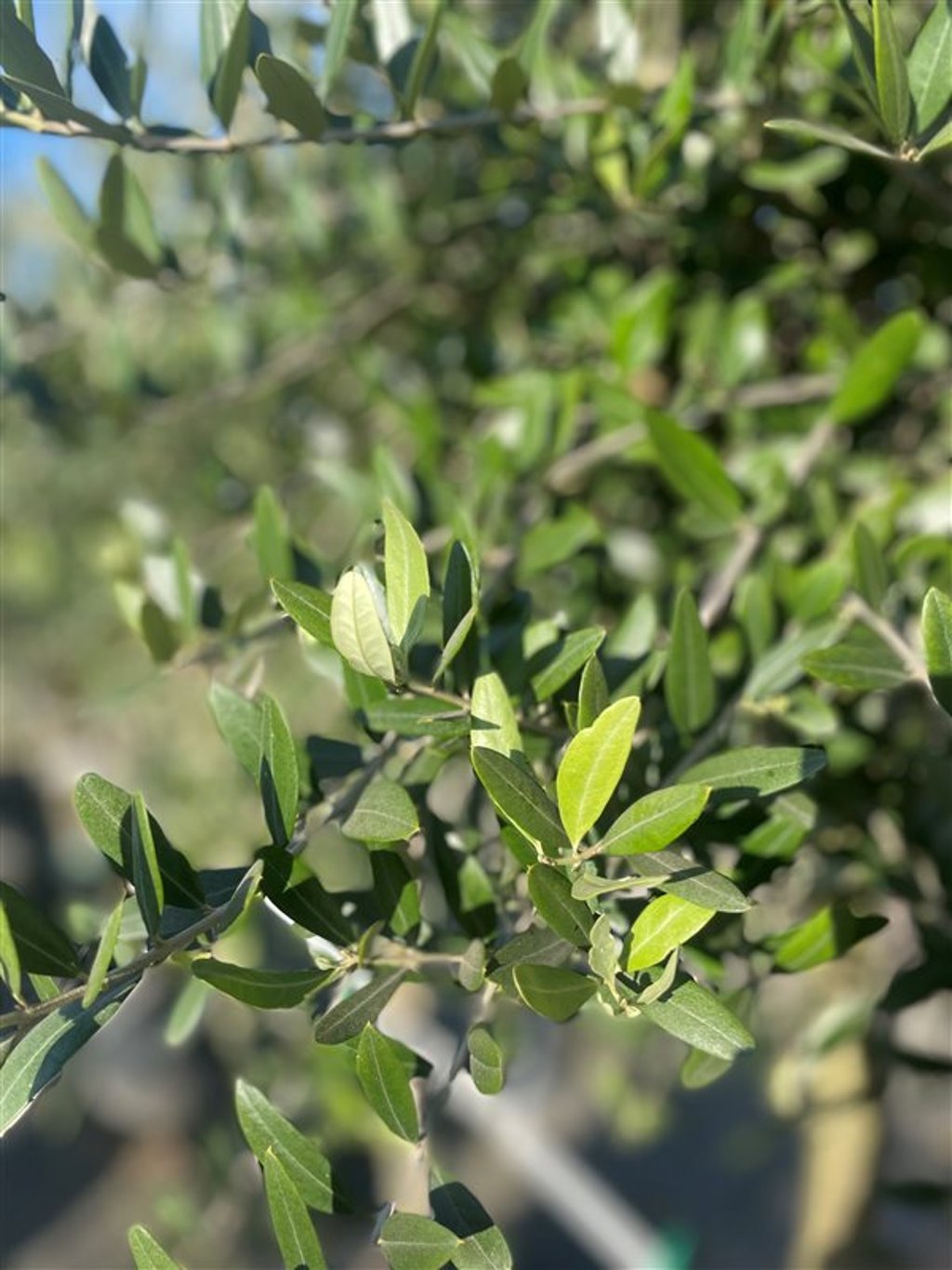 Olea europaea