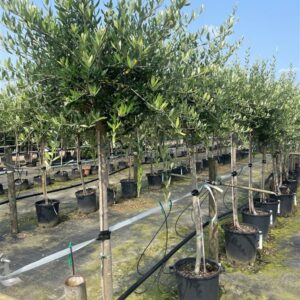 Olea europaea