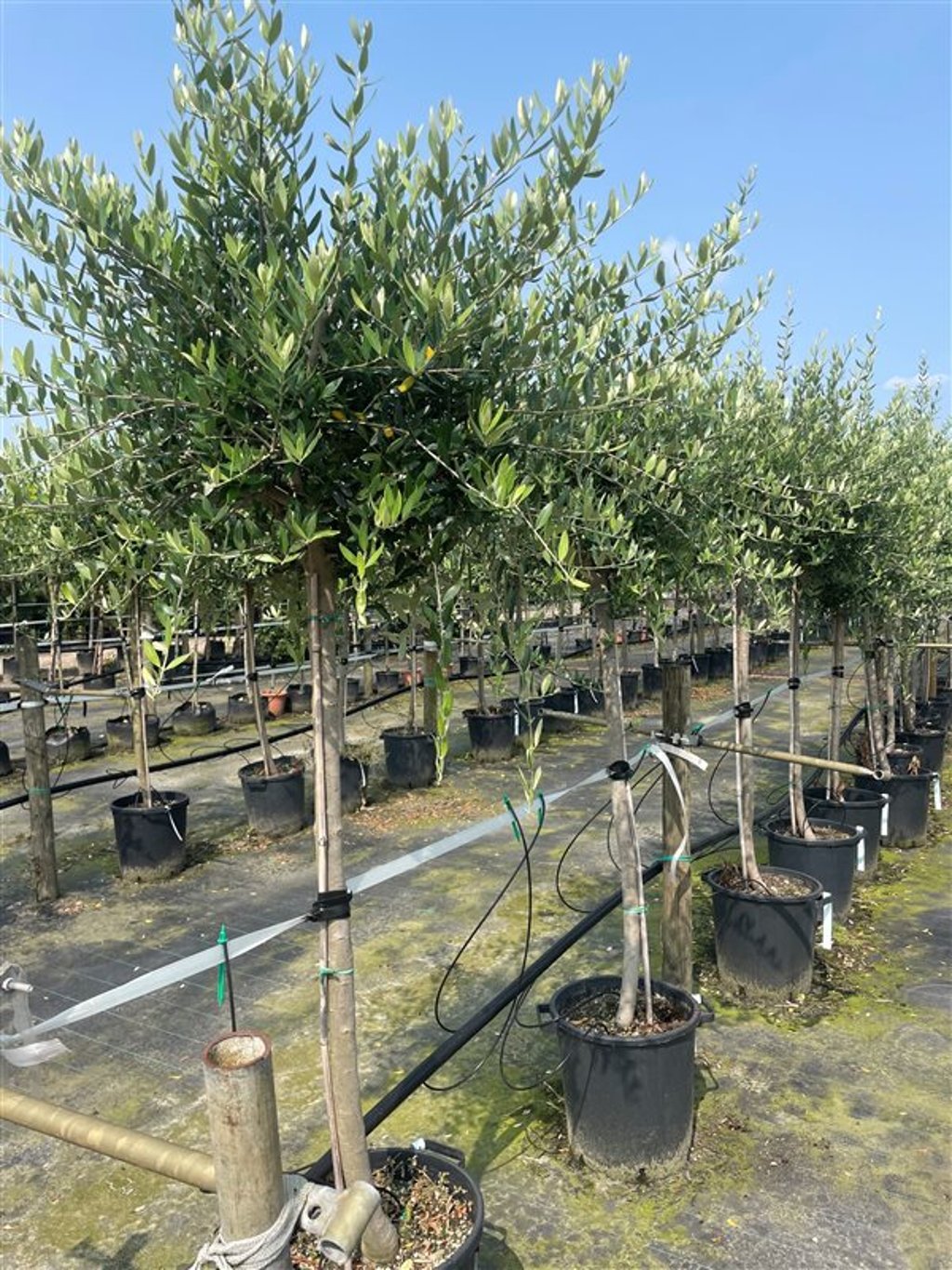 Olea europaea