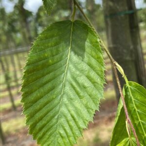 Ostrya carpinifolia