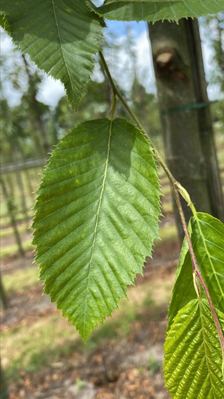 Ostrya carpinifolia