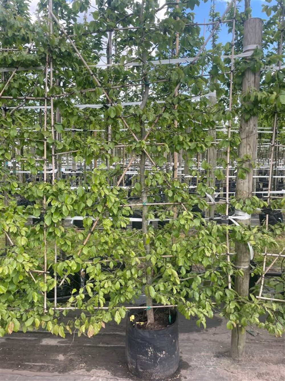 Parrotia persica