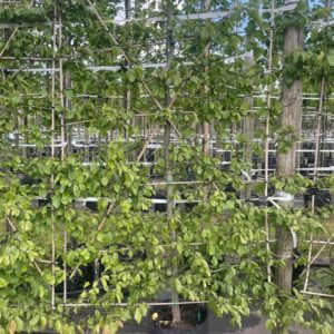 Parrotia persica