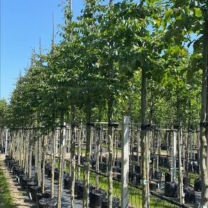 Parrotia persica