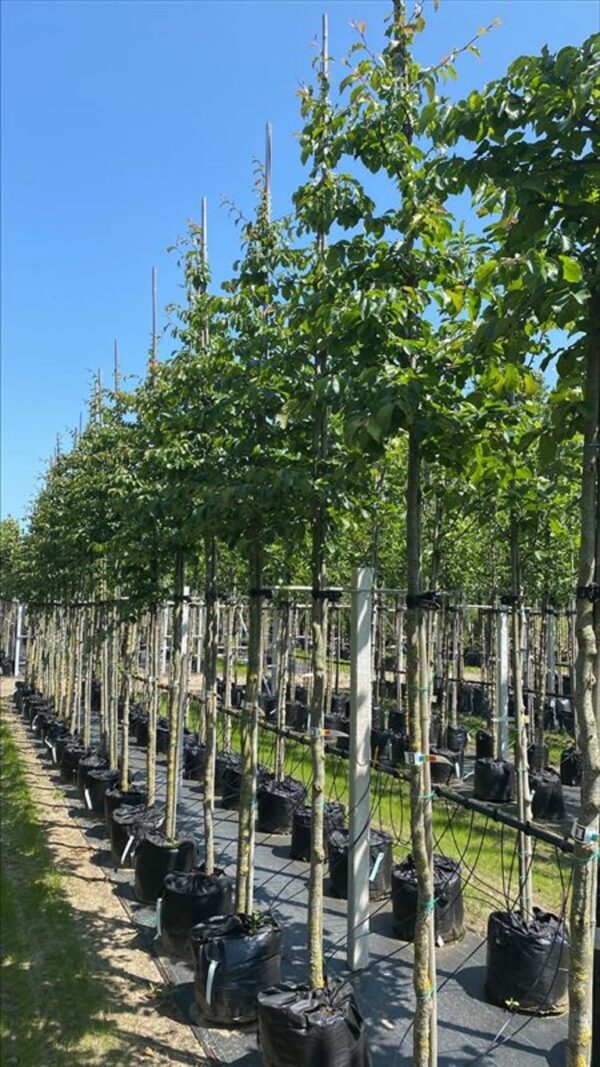 Parrotia persica