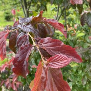 Parrotia persica ‘Bella’