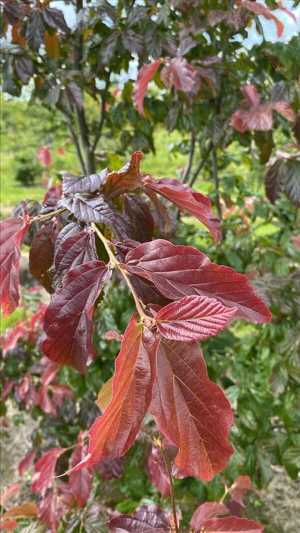 Parrotia persica ‘Bella’
