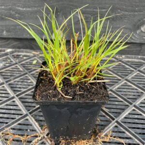 Pennisetum al. ‘Hameln’