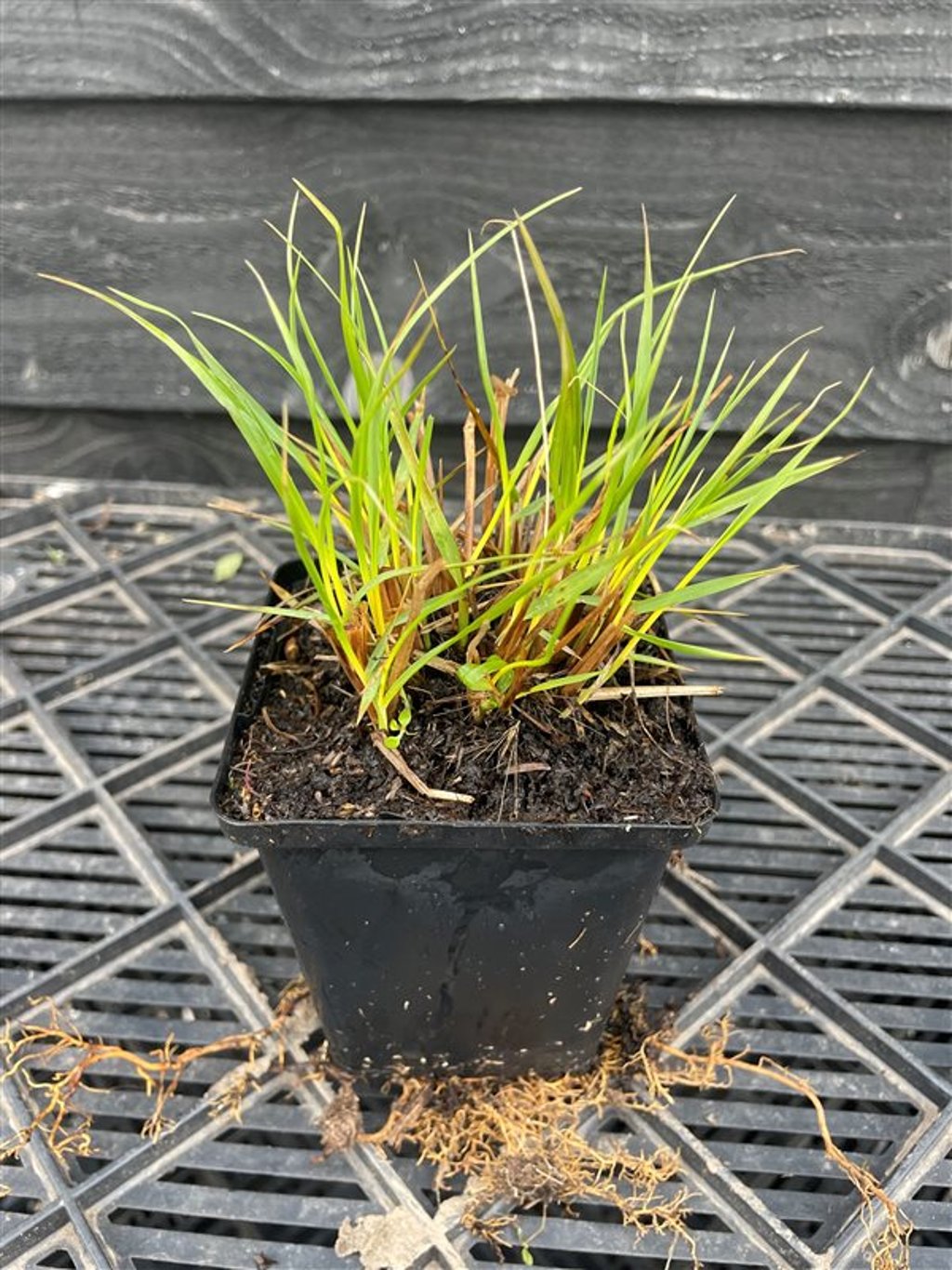 Pennisetum al. ‘Hameln’