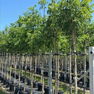 Phellodendron amurense