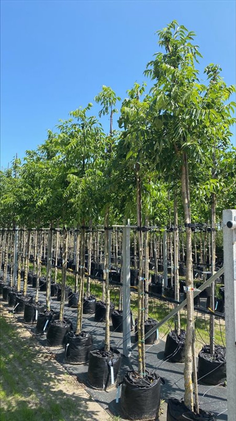 Phellodendron amurense