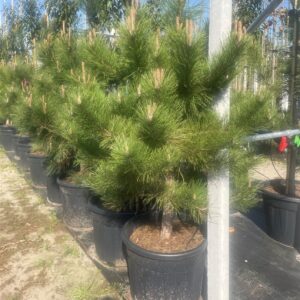 Pinus nigra