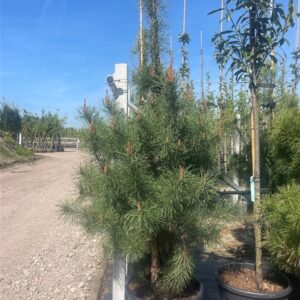 Pinus nigra