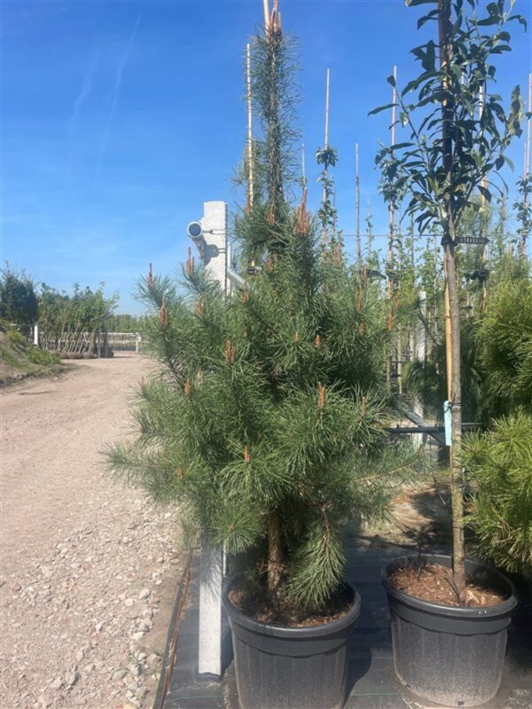 Pinus nigra