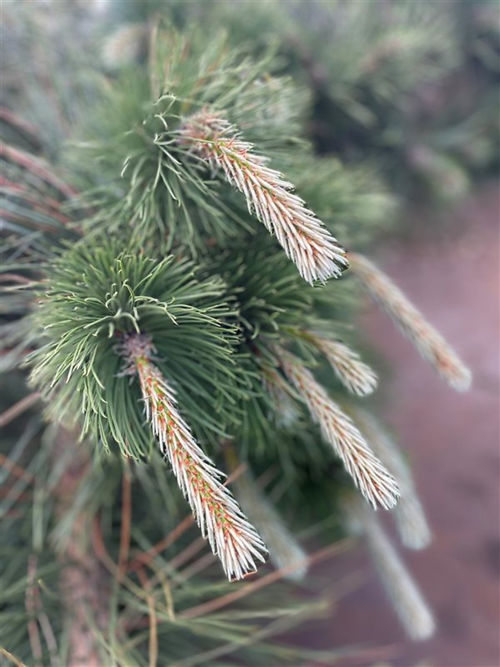 Pinus nigra