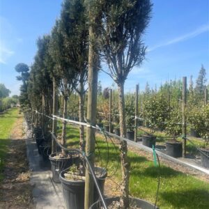 Pinus strobus ‘Fastigiata’