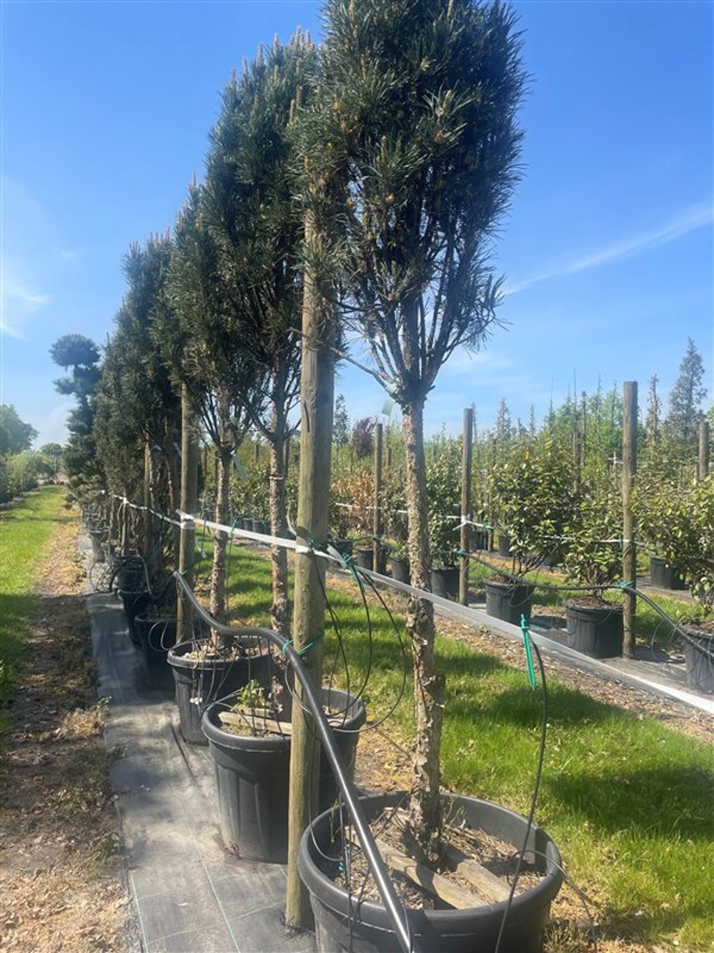 Pinus strobus ‘Fastigiata’