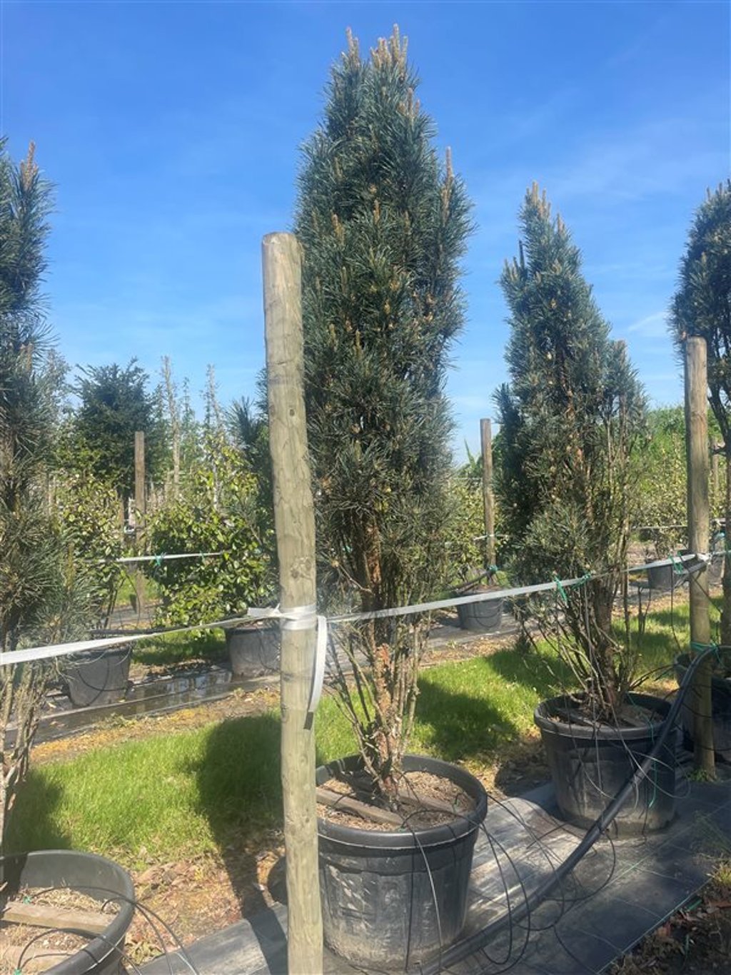 Pinus strobus ‘Fastigiata’