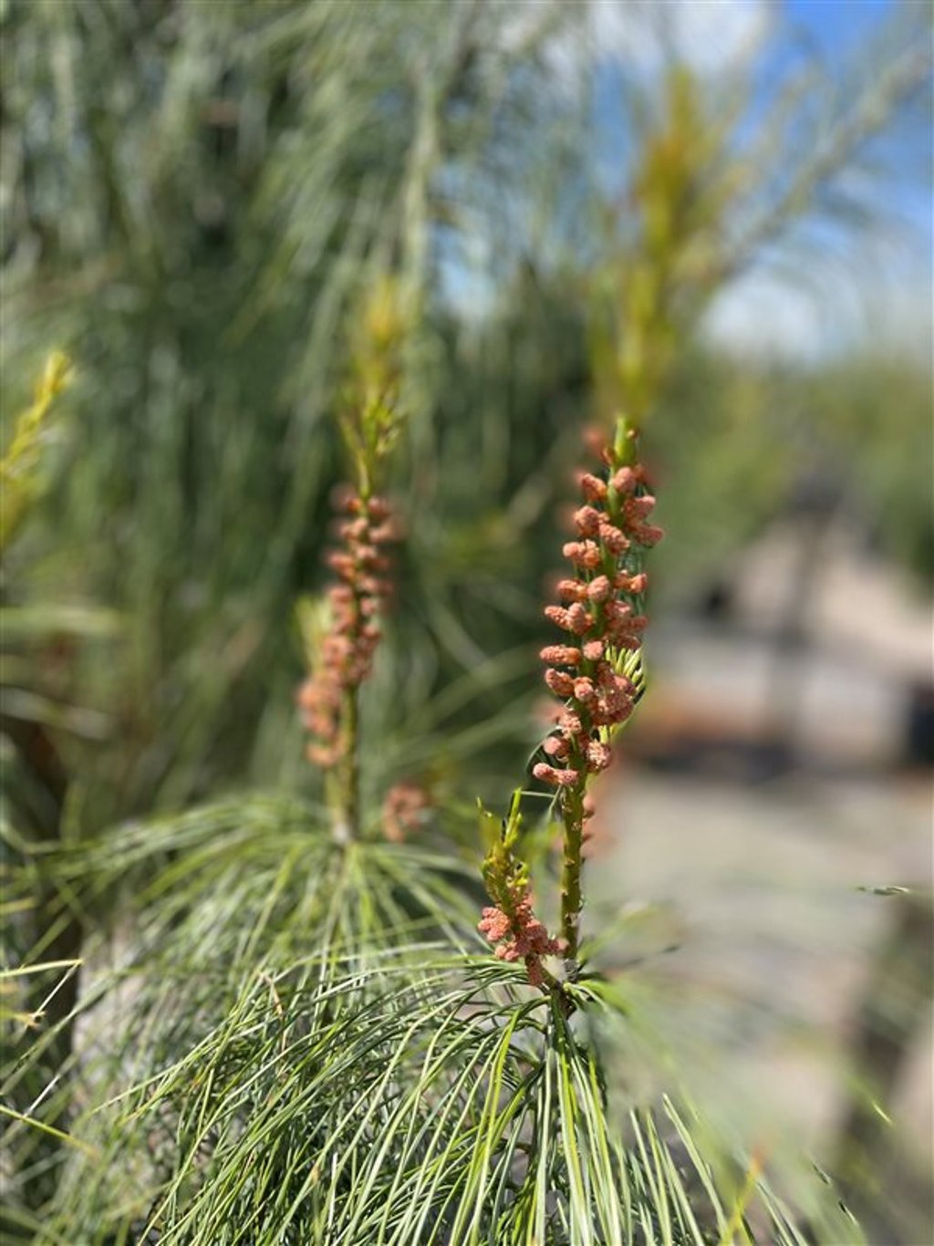 Pinus wallichiana