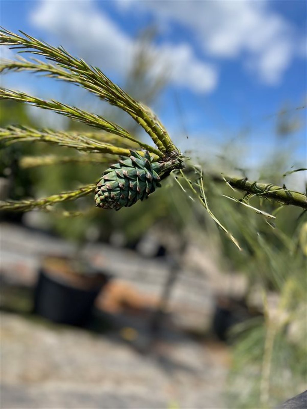 Pinus wallichiana