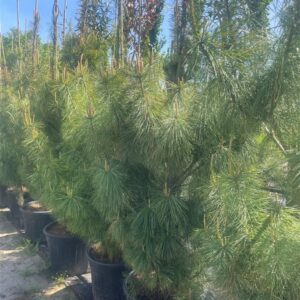Pinus wallichiana